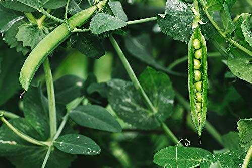 Lincoln Garden Pea Seeds for Planting, 50+ Heirloom Seeds Per Packet, (Isla's Garden Seeds), Non GMO Seeds, Botanical Name: Pisum sativum, Great Home Garden Gift