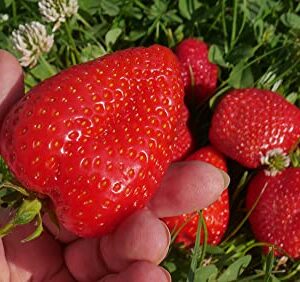 Giant Strawberry Seeds for Planting, 50 Heirloom Seeds Per Packet, (Isla's Garden Seeds), Non GMO Seeds, Botanical Name: Fragaria vesca, Great Home Fruit Garden Gift