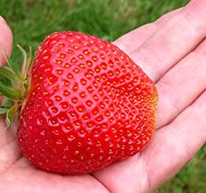 Giant Strawberry Seeds for Planting, 50 Heirloom Seeds Per Packet, (Isla's Garden Seeds), Non GMO Seeds, Botanical Name: Fragaria vesca, Great Home Fruit Garden Gift