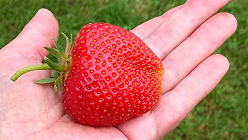 Giant Strawberry Seeds for Planting, 50 Heirloom Seeds Per Packet, (Isla's Garden Seeds), Non GMO Seeds, Botanical Name: Fragaria vesca, Great Home Fruit Garden Gift