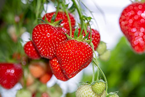 Giant Strawberry Seeds for Planting, 50 Heirloom Seeds Per Packet, (Isla's Garden Seeds), Non GMO Seeds, Botanical Name: Fragaria vesca, Great Home Fruit Garden Gift