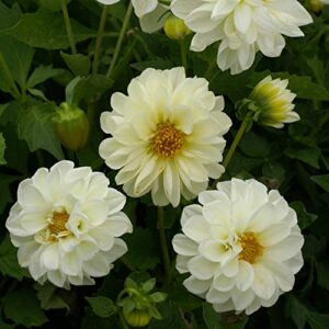 outsidepride dahlia opera white garden cut flower seeds great for bouquets & dried floral arrangements – 400 seeds