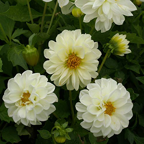 Outsidepride Dahlia Opera White Garden Cut Flower Seeds Great for Bouquets & Dried Floral Arrangements - 400 Seeds