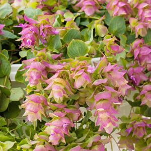 Ornamental Oregano Seeds Origanum 'Kirigami' Low-Growing Herbaceous Perennial Fragrant Dried Flower Arrangements Hanging Baskets Borders Rock Gardens 50Pcs Herb Seeds by YEGAOL Garden