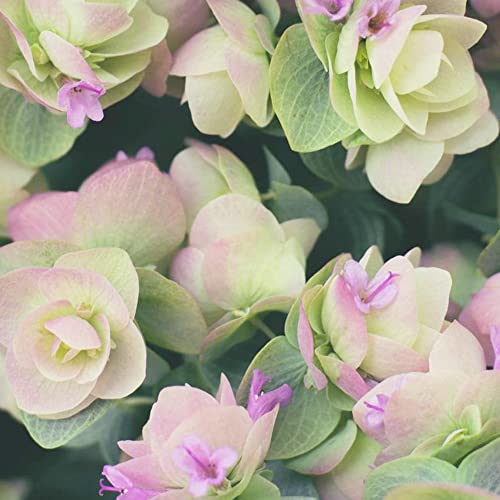 Ornamental Oregano Seeds Origanum 'Kirigami' Low-Growing Herbaceous Perennial Fragrant Dried Flower Arrangements Hanging Baskets Borders Rock Gardens 50Pcs Herb Seeds by YEGAOL Garden