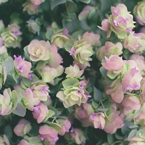 Ornamental Oregano Seeds Origanum 'Kirigami' Low-Growing Herbaceous Perennial Fragrant Dried Flower Arrangements Hanging Baskets Borders Rock Gardens 50Pcs Herb Seeds by YEGAOL Garden