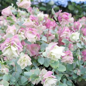 Ornamental Oregano Seeds Origanum 'Kirigami' Low-Growing Herbaceous Perennial Fragrant Dried Flower Arrangements Hanging Baskets Borders Rock Gardens 50Pcs Herb Seeds by YEGAOL Garden