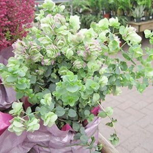 Ornamental Oregano Seeds Origanum 'Kirigami' Low-Growing Herbaceous Perennial Fragrant Dried Flower Arrangements Hanging Baskets Borders Rock Gardens 50Pcs Herb Seeds by YEGAOL Garden