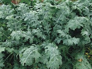 1000 white russian kale seeds for planting heirloom non gmo 4+ grams garden vegetable bulk survival