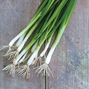 Burpee Evergreen Long White Bunching (Organic) Onion Seeds 1500 seeds