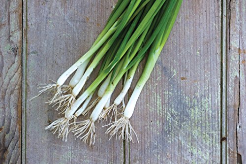 Burpee Evergreen Long White Bunching (Organic) Onion Seeds 1500 seeds