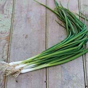 Burpee Evergreen Long White Bunching (Organic) Onion Seeds 1500 seeds