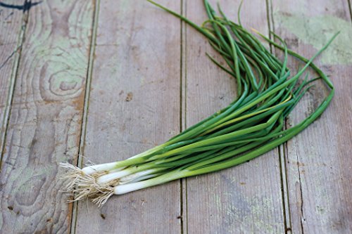 Burpee Evergreen Long White Bunching (Organic) Onion Seeds 1500 seeds