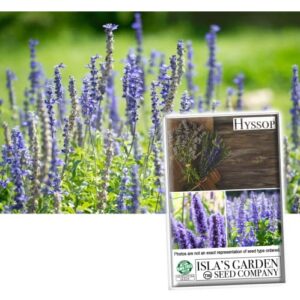 hyssop seeds for planting, 1500+ seeds per packet, (isla’s garden seeds), non gmo & heirloom seeds, botanical name: hyssopus officinalis, fragrant herb & flower, great home garden gift