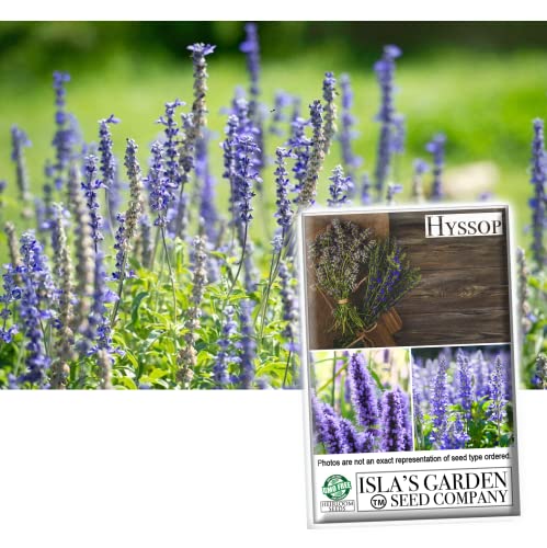 Hyssop Seeds for Planting, 1500+ Seeds Per Packet, (Isla's Garden Seeds), Non GMO & Heirloom Seeds, Botanical Name: Hyssopus officinalis, Fragrant Herb & Flower, Great Home Garden Gift