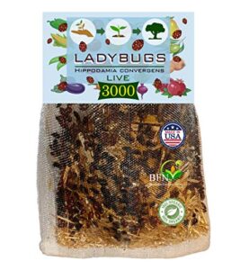 3000 live ladybugs – good bugs for garden – guaranteed live delivery!