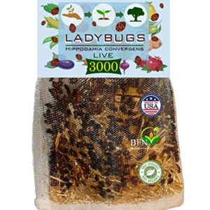 3000 Live Ladybugs - Good Bugs for Garden - Guaranteed Live Delivery!