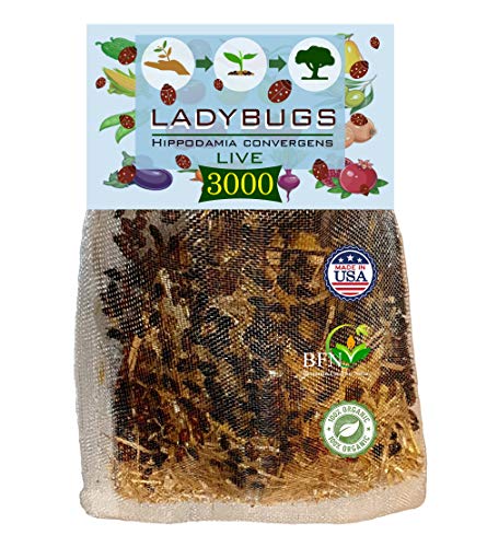 3000 Live Ladybugs - Good Bugs for Garden - Guaranteed Live Delivery!