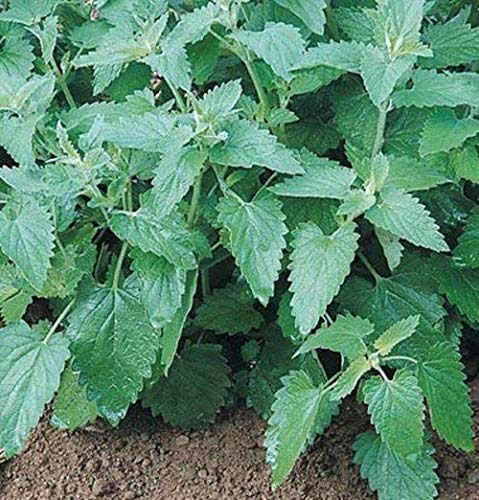 David's Garden Seeds Herb Catnip 9164 (Green) 200 Non-GMO, Heirloom Seeds