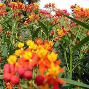 outsidepride asclepias mexican butterfly weed aka tropical milkweed garden flowers for butterflies – 1000 seeds