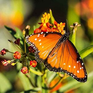 Outsidepride Asclepias Mexican Butterfly Weed AKA Tropical Milkweed Garden Flowers for Butterflies - 1000 Seeds