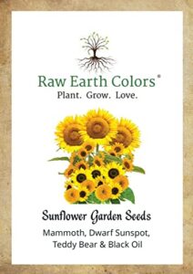 dwarf and mammoth sunflower seeds for planting to plant and grow dwarf and giant mammoth sunflower garden (helianthus annuus).