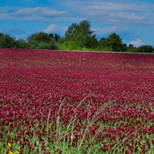 outsidepride crimson clover legume seed for pasture, hay, green manure, cover crop, wildlife forage, & more – 5 lbs