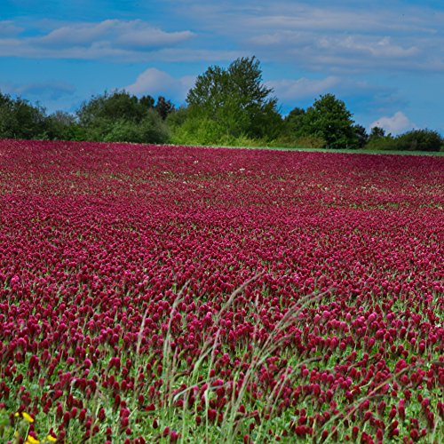 Outsidepride Crimson Clover Legume Seed for Pasture, Hay, Green Manure, Cover Crop, Wildlife Forage, & More - 5 LBS