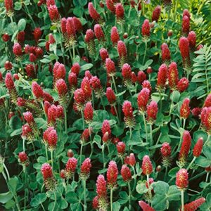 Outsidepride Crimson Clover Legume Seed for Pasture, Hay, Green Manure, Cover Crop, Wildlife Forage, & More - 5 LBS