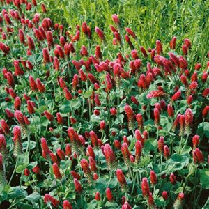 Outsidepride Crimson Clover Legume Seed for Pasture, Hay, Green Manure, Cover Crop, Wildlife Forage, & More - 5 LBS