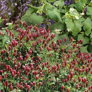 Outsidepride Crimson Clover Legume Seed for Pasture, Hay, Green Manure, Cover Crop, Wildlife Forage, & More - 5 LBS