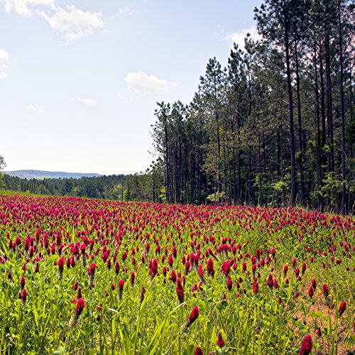 Outsidepride Crimson Clover Legume Seed for Pasture, Hay, Green Manure, Cover Crop, Wildlife Forage, & More - 5 LBS