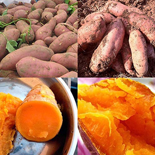 Sweet Potato Seeds, 50Pcs Purple Sweet Potato Seeds Nutrition Delicious Vegetable Bonsai Plants, Flower Seeds Plant Seeds Sweet Potato 50pcs