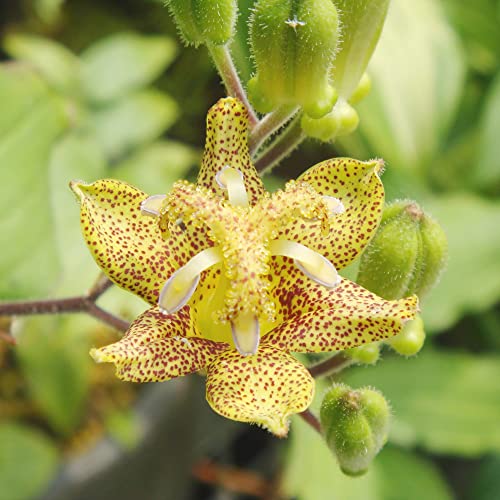 Tricyrtis Puberula Seeds Japanese Toad Lily Perennial Showy Low Maintenance Rabbit Resistnat Patio Containers Beds Outdoor 5Pcs Flower Seeds by YEGAOL Garden