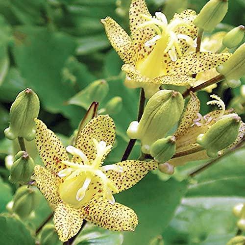 Tricyrtis Puberula Seeds Japanese Toad Lily Perennial Showy Low Maintenance Rabbit Resistnat Patio Containers Beds Outdoor 5Pcs Flower Seeds by YEGAOL Garden