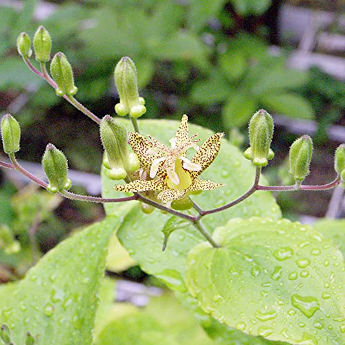 Tricyrtis Puberula Seeds Japanese Toad Lily Perennial Showy Low Maintenance Rabbit Resistnat Patio Containers Beds Outdoor 5Pcs Flower Seeds by YEGAOL Garden