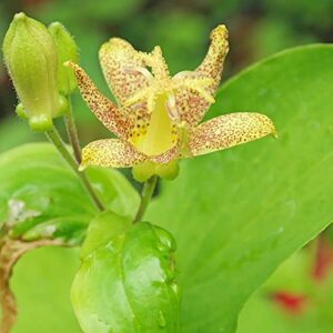 Tricyrtis Puberula Seeds Japanese Toad Lily Perennial Showy Low Maintenance Rabbit Resistnat Patio Containers Beds Outdoor 5Pcs Flower Seeds by YEGAOL Garden