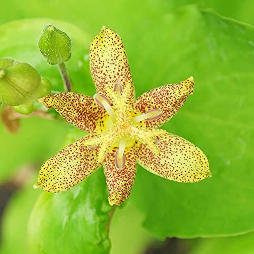 Tricyrtis Puberula Seeds Japanese Toad Lily Perennial Showy Low Maintenance Rabbit Resistnat Patio Containers Beds Outdoor 5Pcs Flower Seeds by YEGAOL Garden