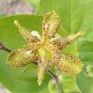 Tricyrtis Puberula Seeds Japanese Toad Lily Perennial Showy Low Maintenance Rabbit Resistnat Patio Containers Beds Outdoor 5Pcs Flower Seeds by YEGAOL Garden