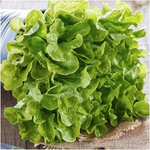 Oakleaf Leaf Lettuce Seeds for Planting, 1000+ Heirloom Seeds Per Packet, (Isla's Garden Seeds), Non GMO Seeds, Botanical Name: Lactuca Sativa, Great Home Garden Gift