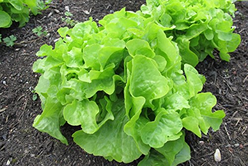 Oakleaf Leaf Lettuce Seeds for Planting, 1000+ Heirloom Seeds Per Packet, (Isla's Garden Seeds), Non GMO Seeds, Botanical Name: Lactuca Sativa, Great Home Garden Gift