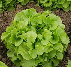 Oakleaf Leaf Lettuce Seeds for Planting, 1000+ Heirloom Seeds Per Packet, (Isla's Garden Seeds), Non GMO Seeds, Botanical Name: Lactuca Sativa, Great Home Garden Gift