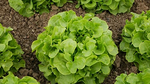 Oakleaf Leaf Lettuce Seeds for Planting, 1000+ Heirloom Seeds Per Packet, (Isla's Garden Seeds), Non GMO Seeds, Botanical Name: Lactuca Sativa, Great Home Garden Gift