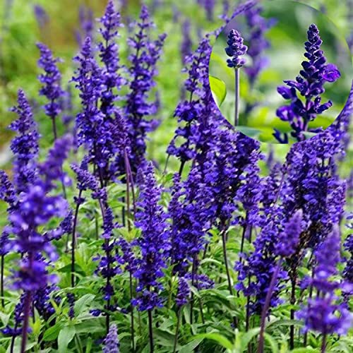 MOKALALA 50 Pcs Sage Seeds | Non-GMO | "Sapphire Blue" (Salvia farinacea) Seeds for Planting Home Garden