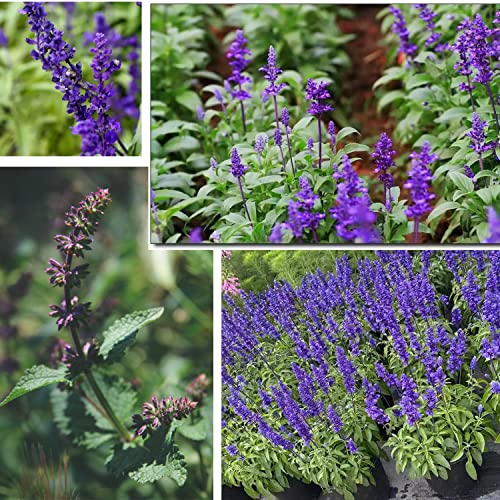 MOKALALA 50 Pcs Sage Seeds | Non-GMO | "Sapphire Blue" (Salvia farinacea) Seeds for Planting Home Garden