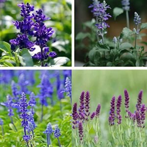 MOKALALA 50 Pcs Sage Seeds | Non-GMO | "Sapphire Blue" (Salvia farinacea) Seeds for Planting Home Garden