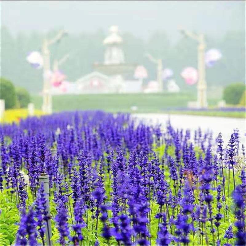 MOKALALA 50 Pcs Sage Seeds | Non-GMO | "Sapphire Blue" (Salvia farinacea) Seeds for Planting Home Garden