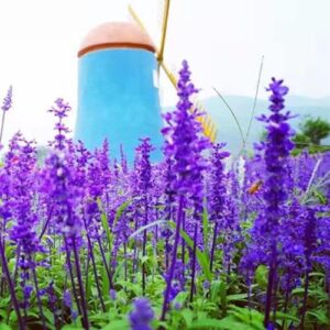 MOKALALA 50 Pcs Sage Seeds | Non-GMO | "Sapphire Blue" (Salvia farinacea) Seeds for Planting Home Garden