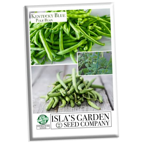 "Kentucky Blue" Pole Bean Seeds for Planting, 30+ Heirloom Seeds Per Packet, Non GMO Seeds, (Isla's Garden Seeds), Botanical Name: Phaseolus vulgaris, Great Home Garden Gift