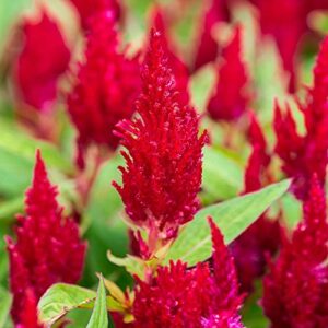 outsidepride celosia scarlet plume plant, feathery amaranth garden or house plant flower – 1000 seeds